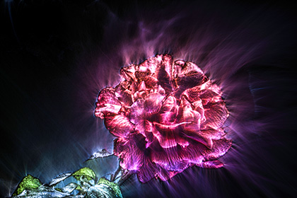 illustration of aura around flower
